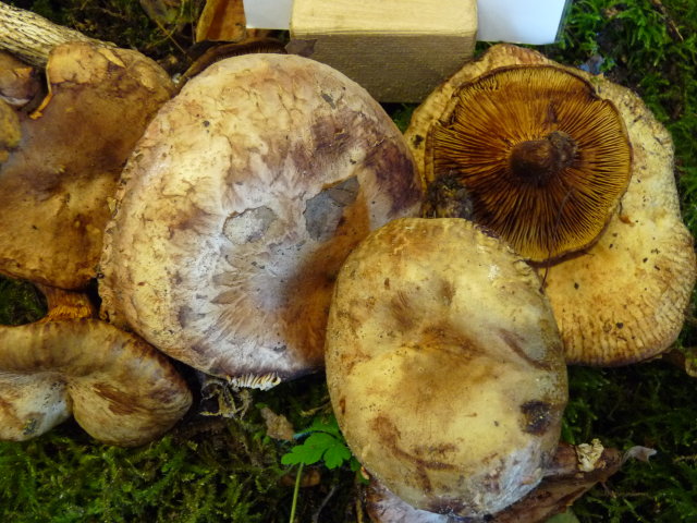 Paxille des aulnes - Paxillus rubicundulus