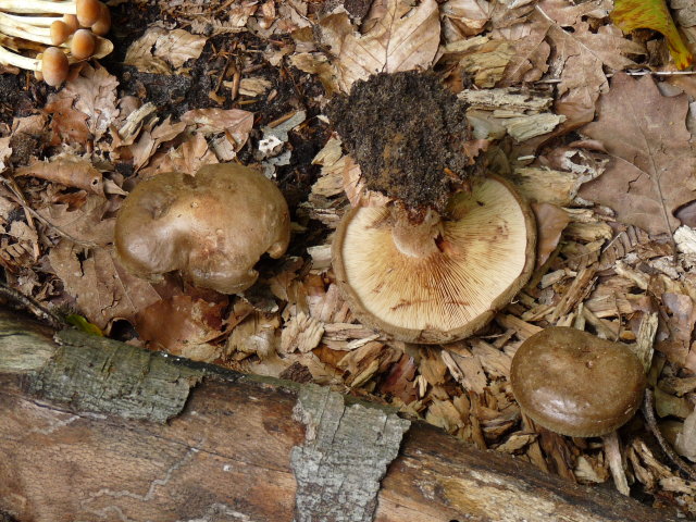 Paxille enroulé - Paxillus involutus