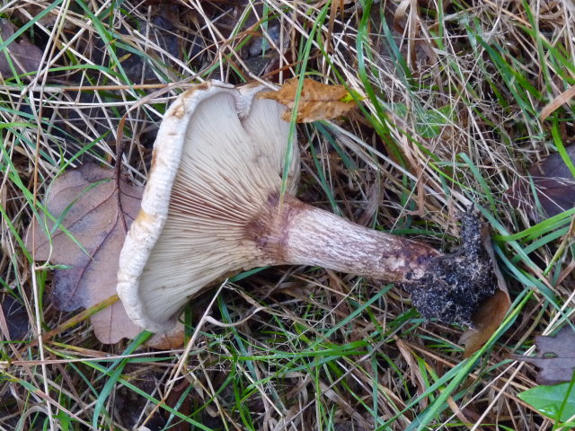 Paxille enroulé - Paxillus involutus (2)