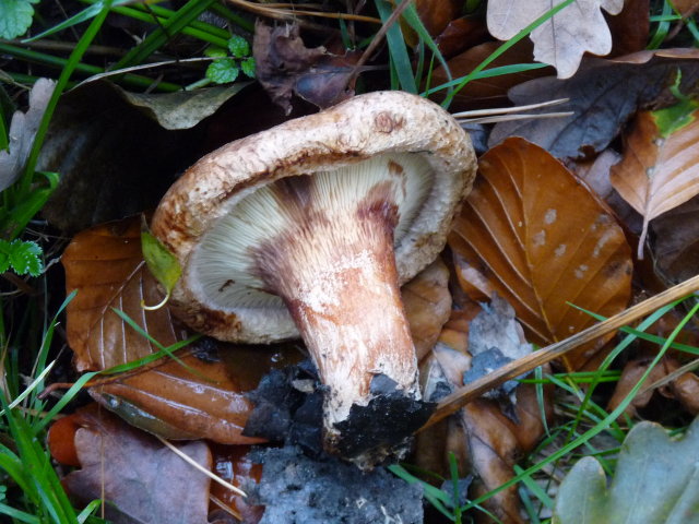 Paxille enroulé - Paxillus involutus (3)