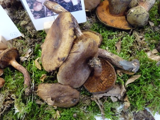 Paxille enroulé - Paxillus involutus