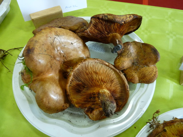 Paxillus obscurosporus