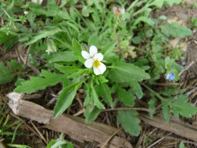 Pensée des champs - Viola arvensis (2)