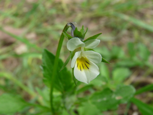 Pensée des champs - Viola arvensis