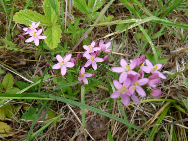 Petite centaurée - Centaurium erythraea (2)