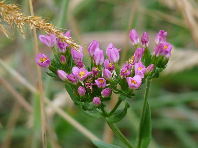 Petite centaurée - Centaurium erythraea