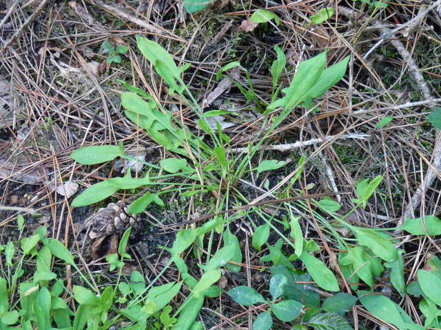 Petite oseille - Rumex acetosela