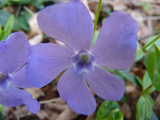 Petite pervenche - Vinca minor (2)