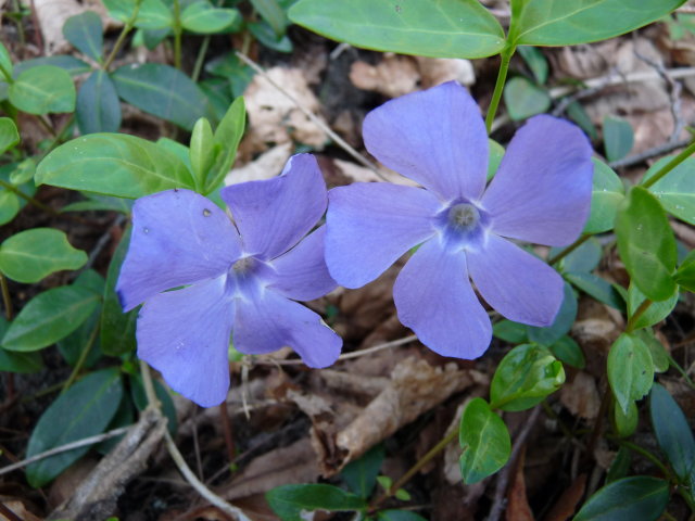 Petite pervenche - Vinca minor