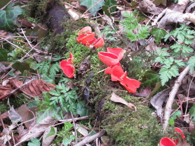 Pézize écarlate - Sarcoscypha coccinea