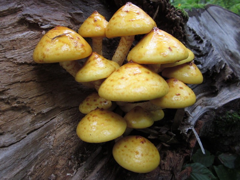 Pholiota adiposa 