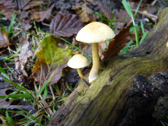 Pholiote à pied arqué - Pholiota tuberculosa