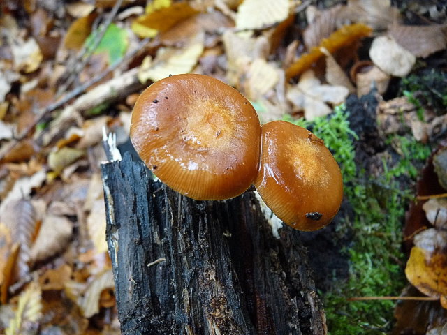 Pholiote changeante -  Kuehneromyces mutabilis