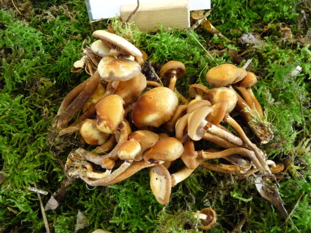 Pholiote changeante - Kuehneromyces mutabilis (2)