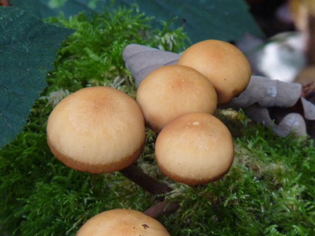 Pholiote changeante - Kuehneromyces mutabilis (3)