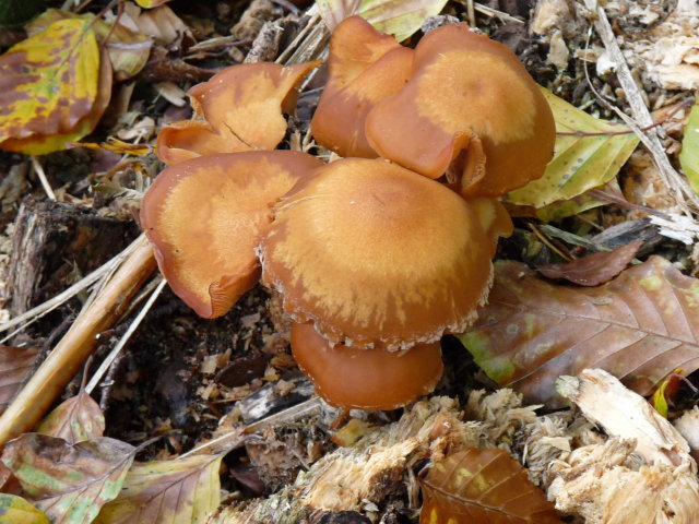 Pholiote changeante - Kuehneromyces mutabilis