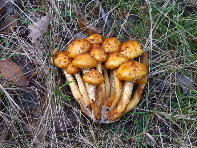 Pholiote de Jahn - Pholiota jahnii