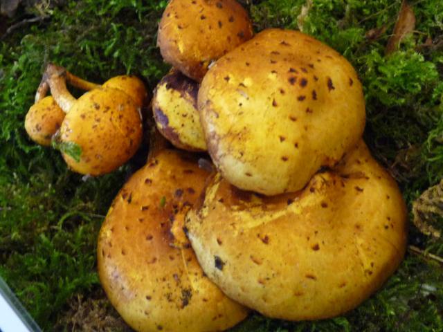 Pholiote-dorée - Pholiota limonella