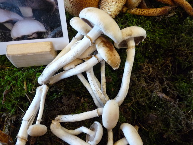 Pholiote du peuplier - Agrocybe aegerita