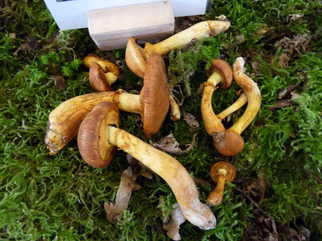 Pholiote remarquable - Gymnopilus spectabilis (2)