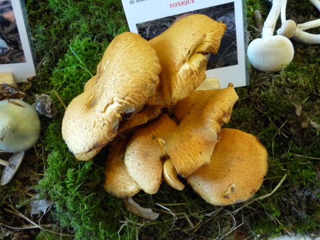 Pholiote remarquable - Gymnopilus spectabilis (3)