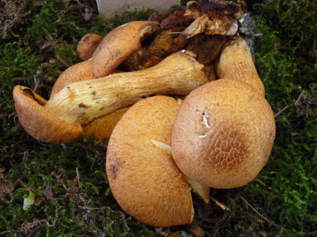 Pholiote remarquable - Gymnopilus spectabilis (4)