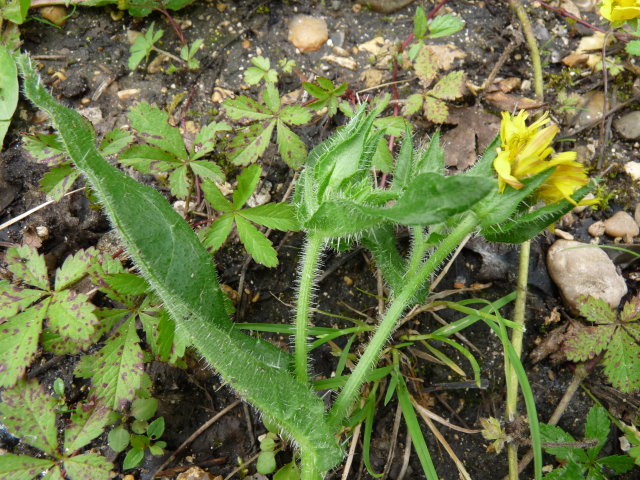 Picris fausse vipérine - Picris echioides