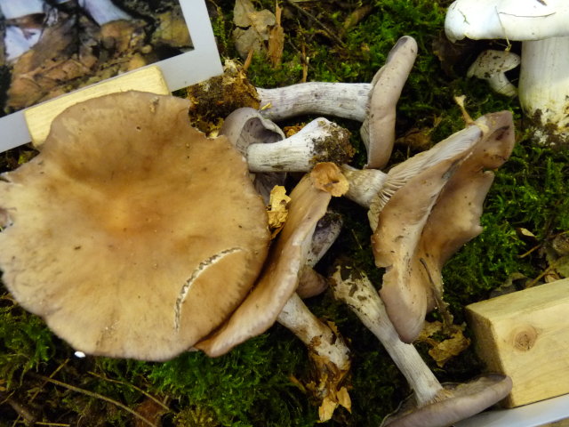 Pied bleu - Lepista nuda