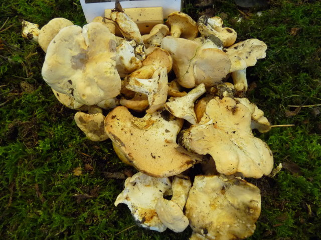 Pied de mouton - Hydnum repandum (2)