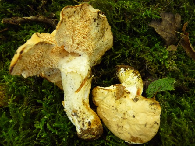 Pied-de-mouton--Hydnum-repandum