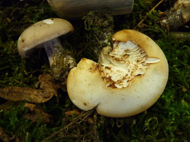 Pied-violet - Lepista saeva