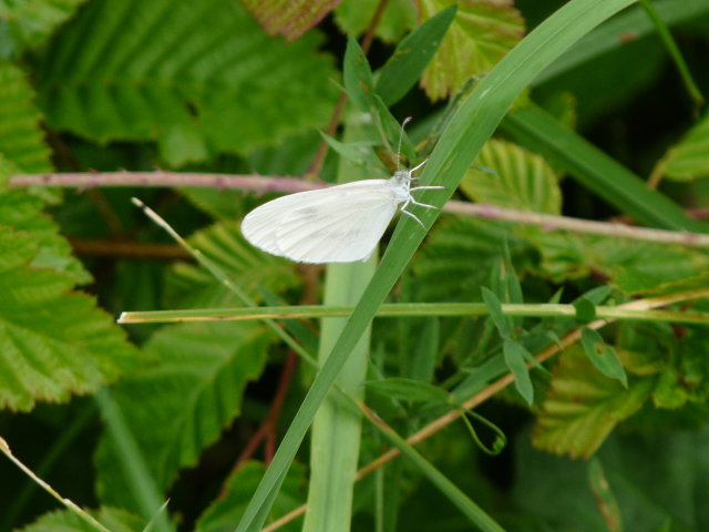 Piéride de la moutarde - Leptidea sinapis