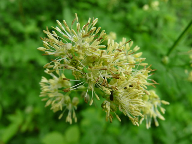 Pigamon jaune - Thalictrum flavum (2)