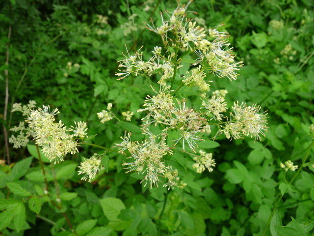 Pigamon jaune - Thalictrum flavum (3)