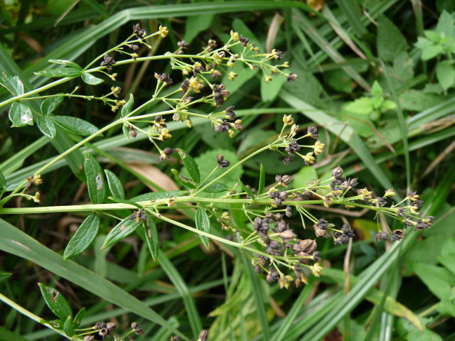 Pigamon jaune - Thalictrum flavum