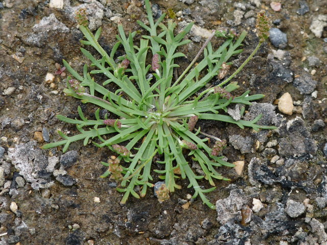 Plantain corne-de-cerf - Plantago coronopus