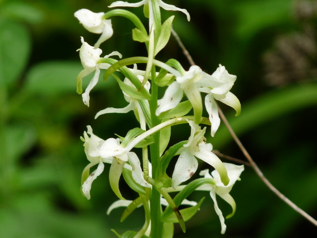 Platanthère à fleurs vertes -  Platanthera chlorantha (2)