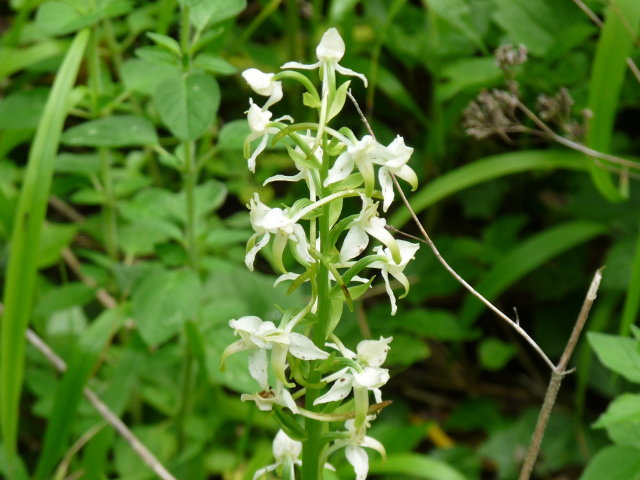 Platanthère à fleurs vertes -  Platanthera chlorantha