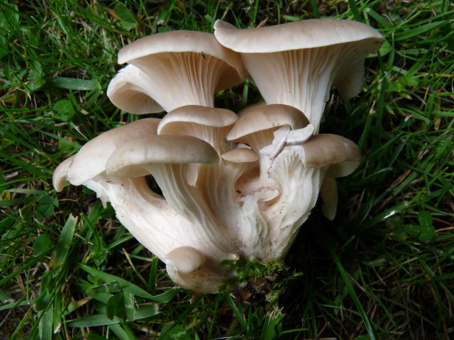 Pleurote corne d'abondance - Pleurotus cornucopiae (2)