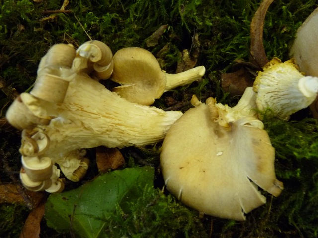 Pleurote-corne-d'abondance--Pleurotus-cornucopiae