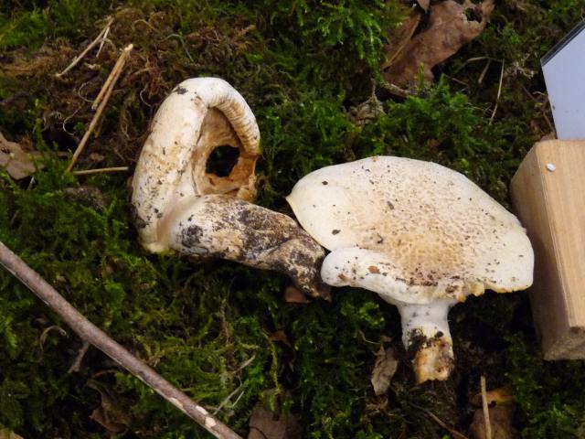 Pleurote-du-chêne - Pleurotus dryinus