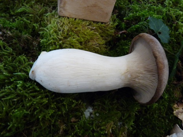 Pleurote du panicaut - Pleurotus eryngii