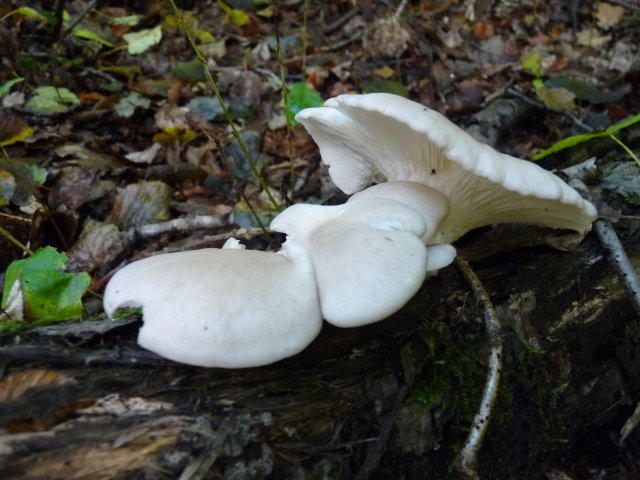 Pleurote pulmonaire - Pleurotus pulmonarius