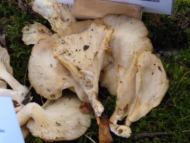 Pleurote pulmonaire - Pleurotus pulmonarius (2)