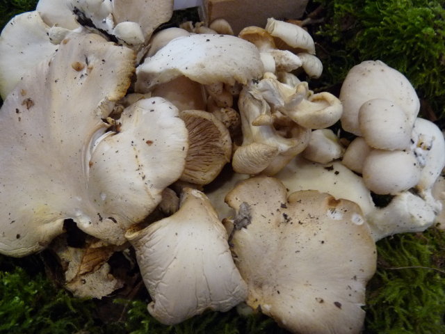 Pleurote pulmonaire - Pleurotus pulmonarius