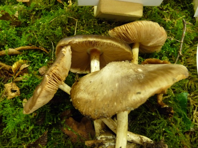 Plutée-couleur-de-cerf--Pluteus-cervinus