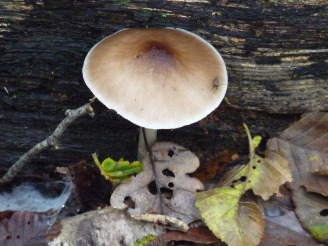 Plutée couleur de cerf - Pluteus cervinus