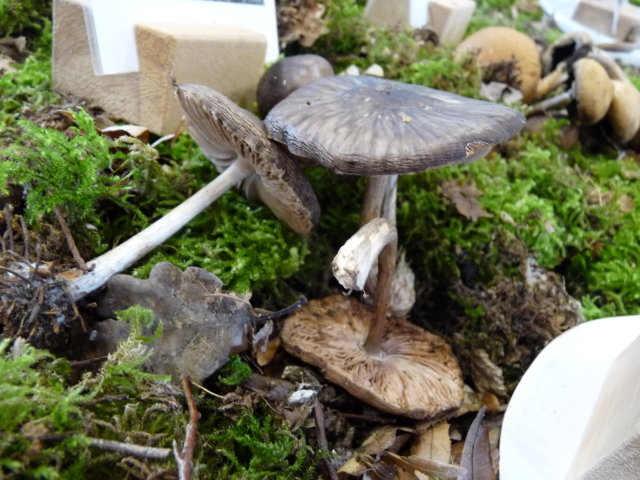 Plutée couleur de cerf - Pluteus cervinus