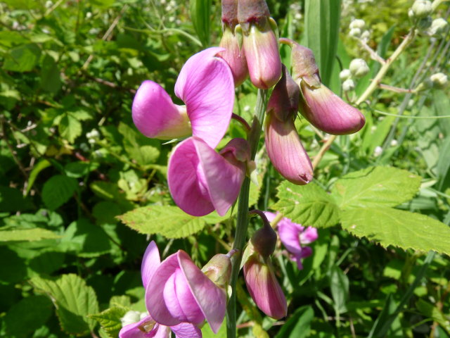 Pois de senteur - Lathyrus odoratus