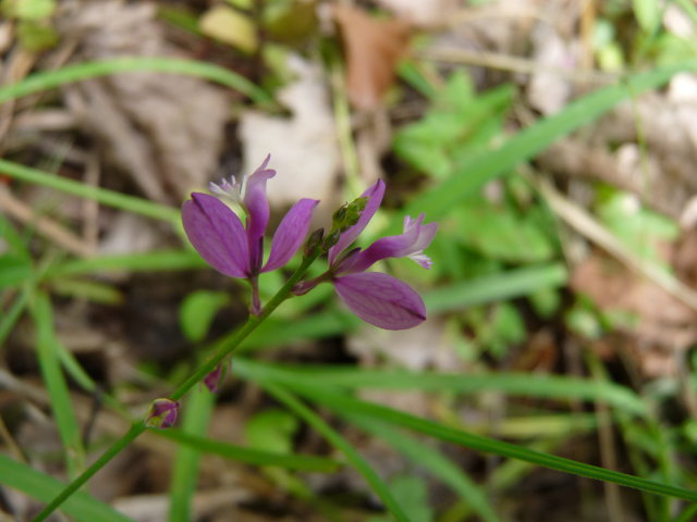 Polygala commun - Polygala vulgaris